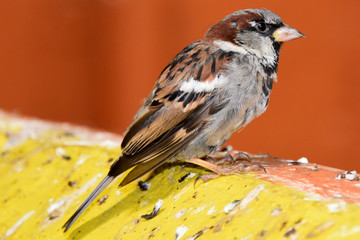 Sparrow with orange background