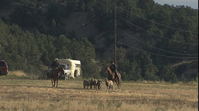 cowboys herding sheep