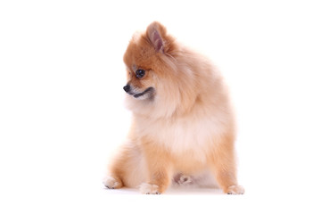 Obraz premium brown pomeranian dog isolated on white background, cute pet