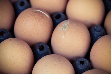 fresh organic eggs from chicken farm agriculture for sale