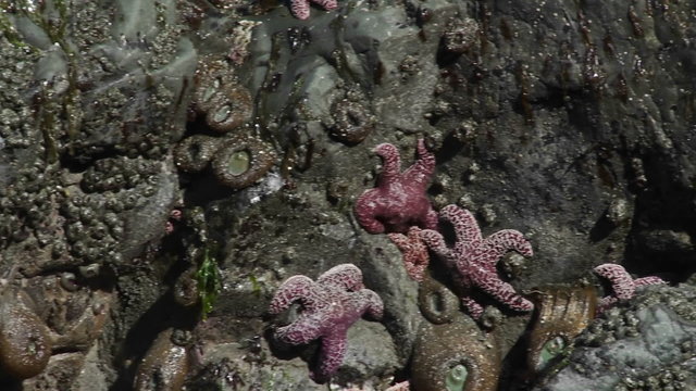 Starfish in tide pools along the California or Oregon coast.