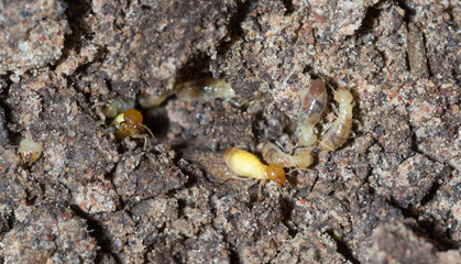 termite nests