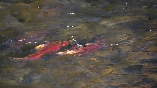 Salmon swim upstream in a river.
