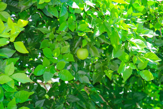 Aegle marmelos tree.
