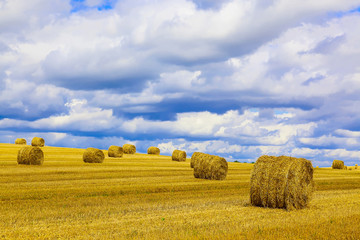 Fototapeta premium Yellow Round Straw Bales on Stubble Field