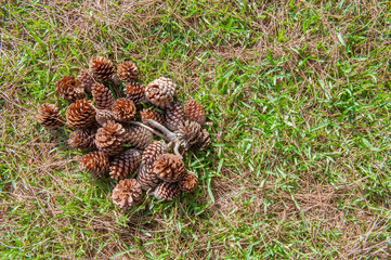 Many pine cones on green meadow