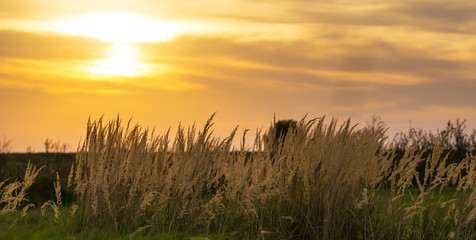 Fototapeta premium Wild grass under warm evening light, in a rural field