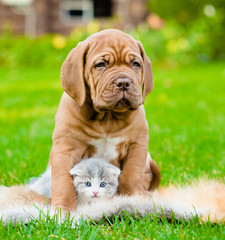 Bordeaux puppy dog hugs newborn kitten on green grass