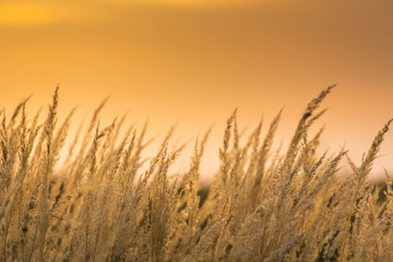 Fototapeta premium Wild grass under warm evening light, in a rural field