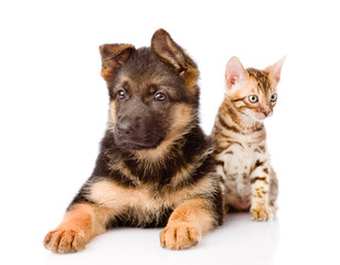 Fototapeta premium bengal cat and german shepherd puppy dog looking at camera. isol