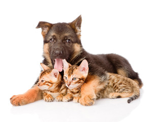 german shepherd puppy dog embracing little kittens. isolated on