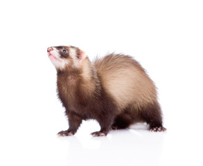 ferret standing in profile. isolated on white background