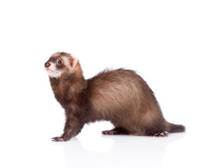 ferret sitting in profile. isolated on white background