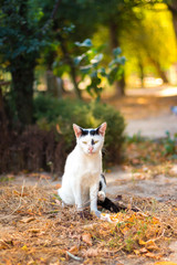 Naklejka na ściany i meble Portrait of stray cat sitting under solar beam