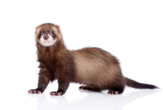 ferret looking at camera. isolated on white background