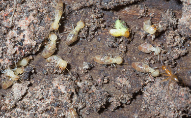 termite nests
