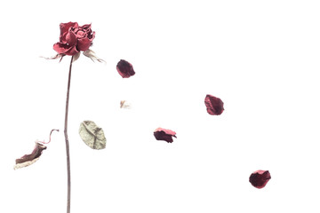 Fototapeta premium art of rose wither