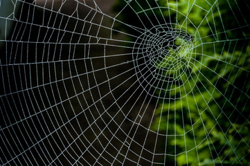 Fototapeta premium Spinnennetz