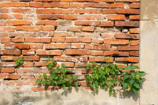 Brick wall tree © illiano