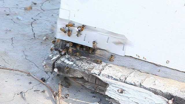 Bees gather around the entrance to their hive.