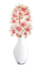 Beautiful flower Orchid, pink phalaenopsis in vase isolated on w