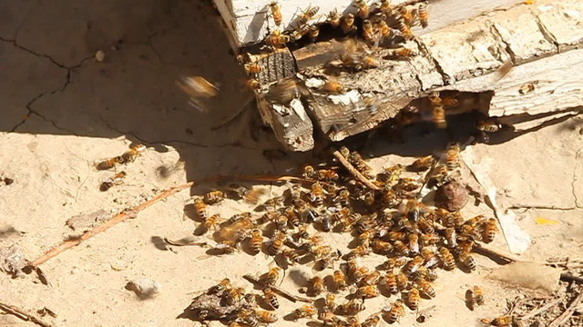 Bees swarm around the corner of a piece of wood.