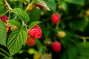 Ripe raspberries ready to be harvested.

