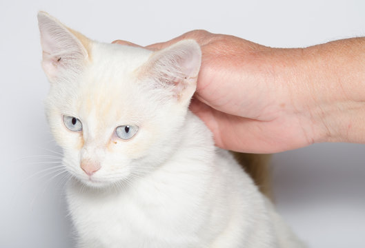 Sessione di pet therapy con un piccolo gatto