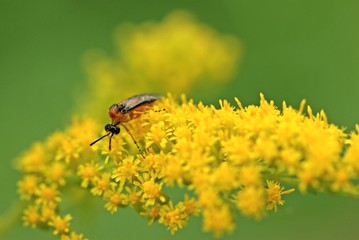 Blattwespe auf Goldrute (Solidago)