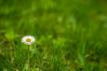 Natural daisy background
