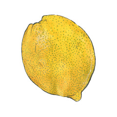 Lemon. Hand-drawn fruit. Real watercolor drawing. Vector