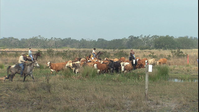 MS cattle working through marsh