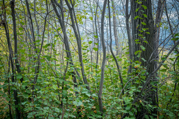 forest trees and plants

