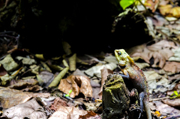 Exotic reptiles, the lizard.