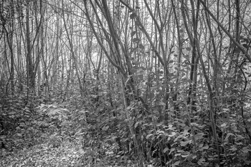 forest trees and plants
