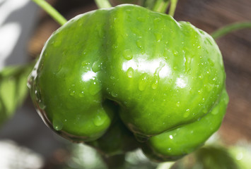Grüne Paprika am Strauch, Paprikapflanze, Freiland, Capsicum