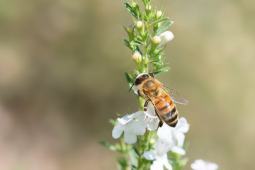 A bee while pollinates a flower of thyme, Italy