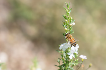 A bee while pollinates a flower of thyme, Italy