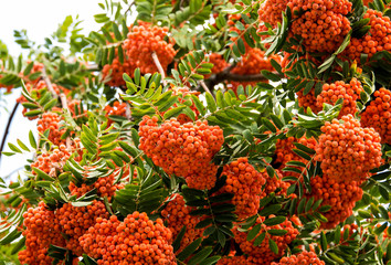 rowan tree