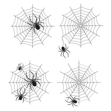 spider web vector