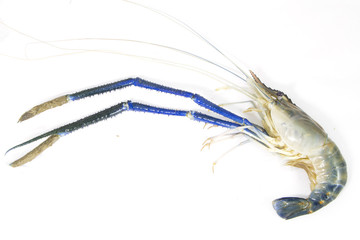 Fresh prawn from river