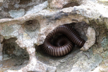 Millipede living in the rock at Pa Hin Ngam National Park,Thailand.