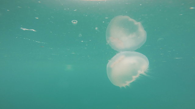 Bright White Jellyfish Reserrection Bay Alaska Sea Wildlife