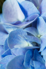 Beautiful blue flower Hydrangea