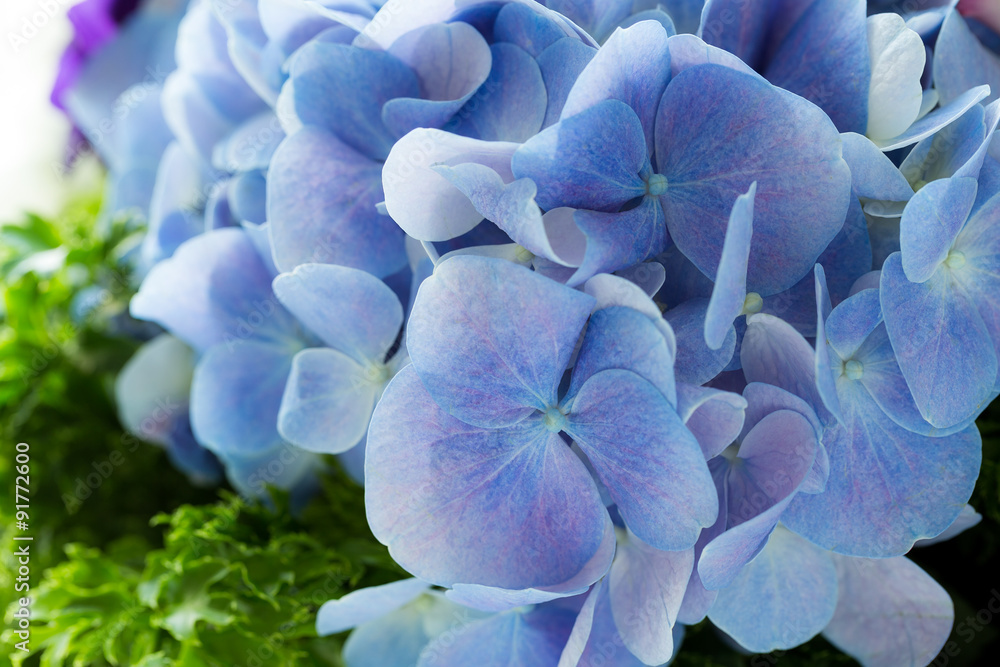 Sticker close up of a group blue hydrangea