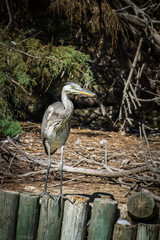 Great Blue Heron (Ardea herodias)