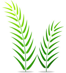 Green plant on a white background