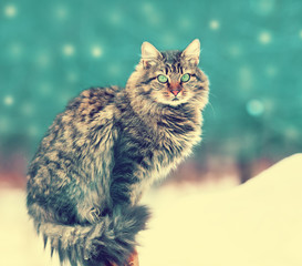Siberian cat siting outdoors in snowy winter