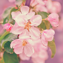 Vintage blossoming apple tree