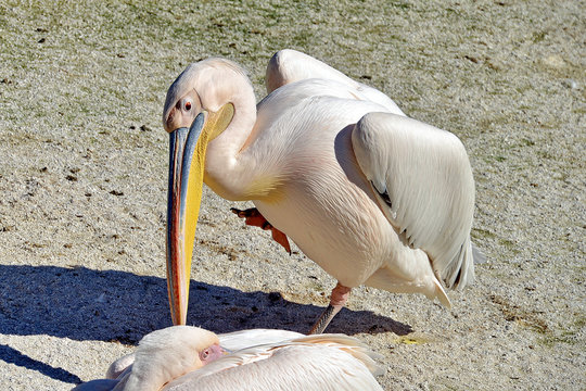 pellicano dal becco colorato mentre si pulisce le piume